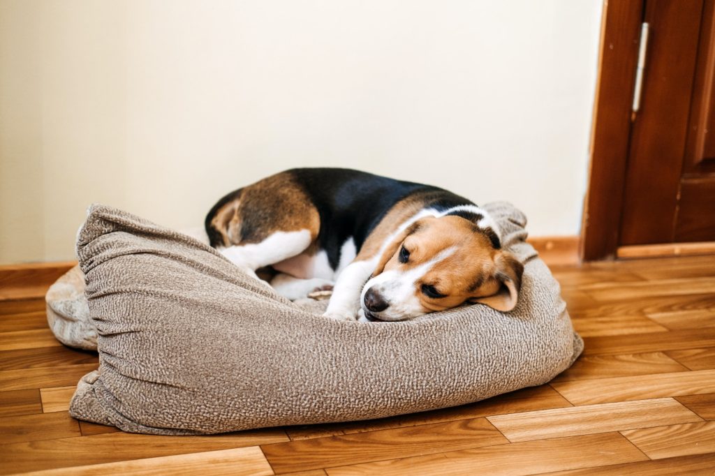 Puppy Diseases, Common Illnesses to Watch for in Puppies. Sick Beagle Puppy is lying on dog bed on